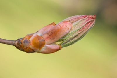 Aesculus x neglecta 'Erythroblastos' - jírovec zanedbaný - pupen